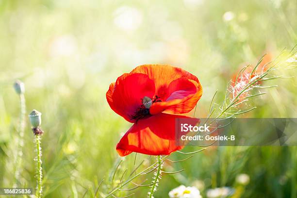 Papaveri - Fotografie stock e altre immagini di Agricoltura - Agricoltura, Ambientazione esterna, Bellezza