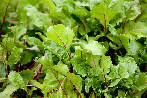 remolacha verdes en el jardín - beet green fotografías e imágenes de stock