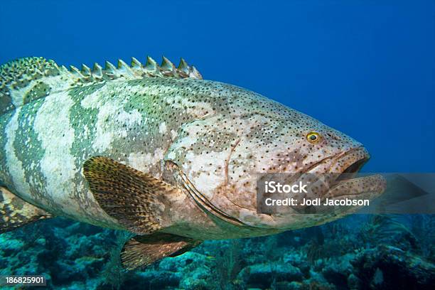 Gigante Cherne Do Malabar Nas Caraíbas Epinephelus Malabaricus - Fotografias de stock e mais imagens de Escorpena