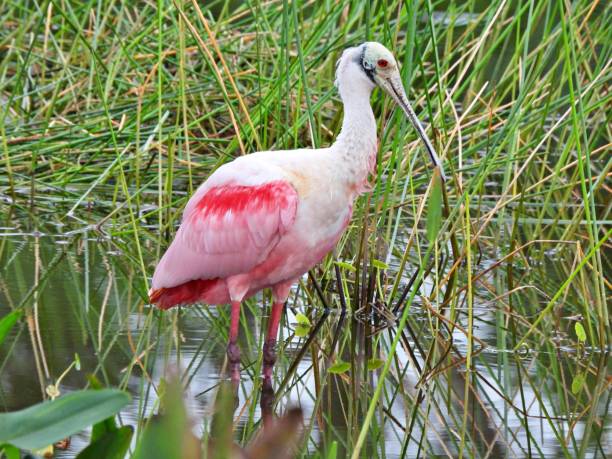 istock Roseate Spoonbill (Platalea ajaja) - in the wetlands 1868260061