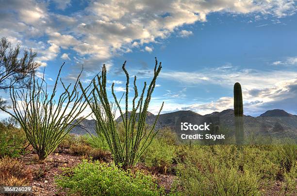 Arizona Kaktusów - zdjęcia stockowe i więcej obrazów Bez ludzi - Bez ludzi, Brzask, Fotografika