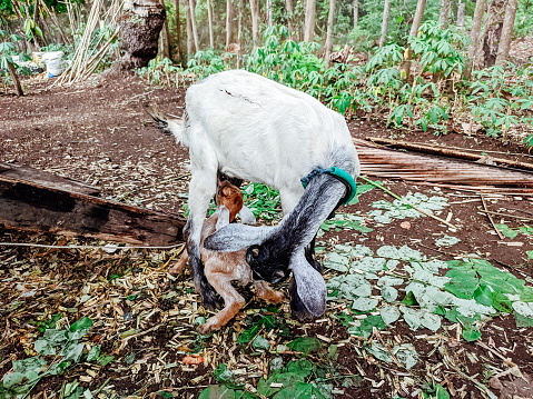 a goat is breastfeeding its baby, a baby goat is breastfeeding