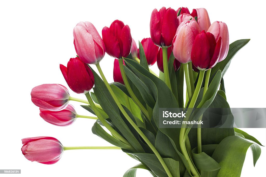 Tulipa - Royalty-free Amor Foto de stock