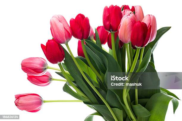 Tulipa - Fotografias de stock e mais imagens de Amor - Amor, Arranjo, Beleza natural