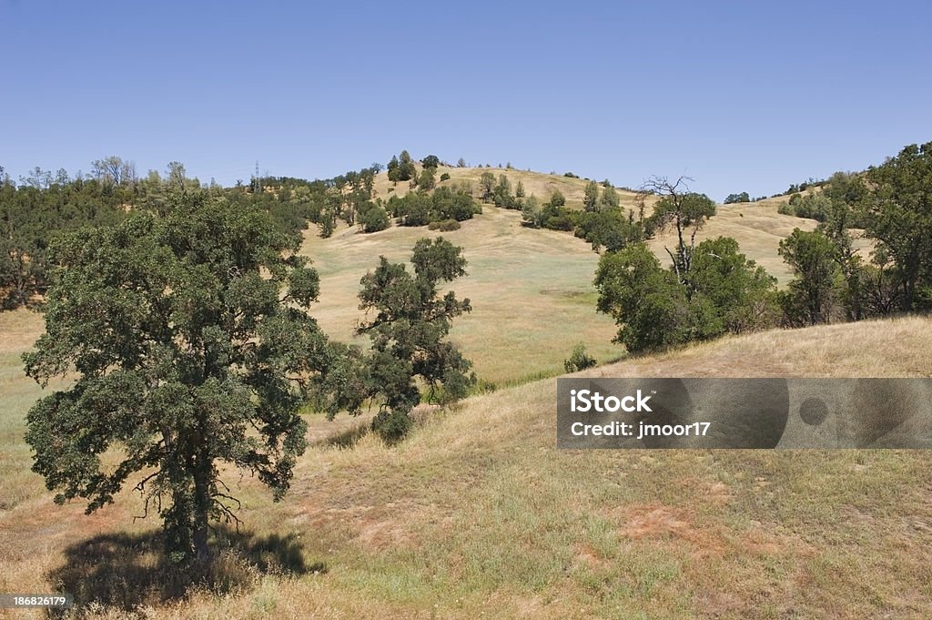 Golden rolar hills sob um céu azul junto Williams, Califórnia. - Royalty-free Cena Não Urbana Foto de stock