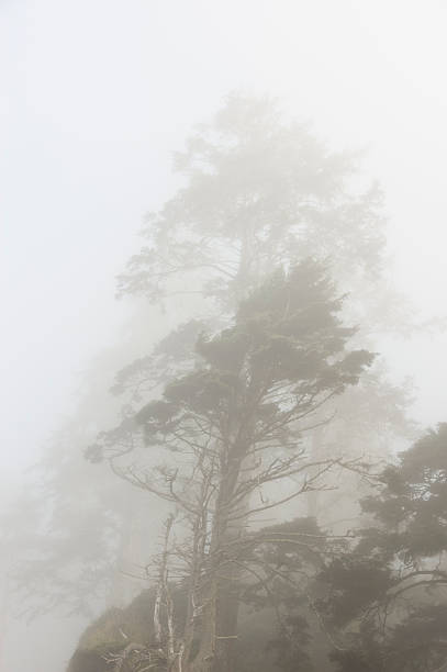 istock Tree Silhouettes in morning fog 186826205