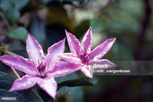 Pink Waldrebeintegrifolia Durandii Stockfoto und mehr Bilder von Baumblüte - Baumblüte, Bestäubung, Bildhintergrund