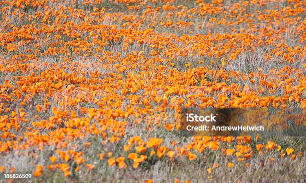 가시양귀비 필드 0명에 대한 스톡 사진 및 기타 이미지 - 0명, 꽃 한송이, 꽃-식물