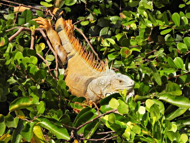 istock Green Iguana (Iguana iguana) - resting in the tree 1868265958