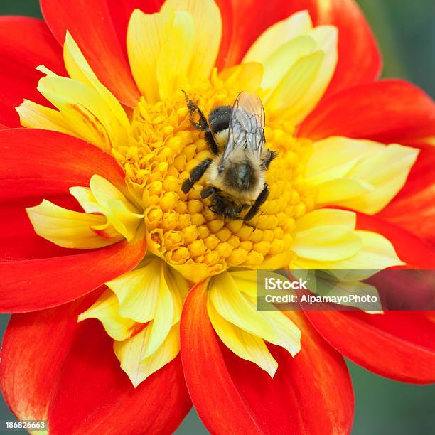 Dahlia Pooh Cultivar Stock Photo - Download Image Now - Awe, Backgrounds, Beauty In Nature