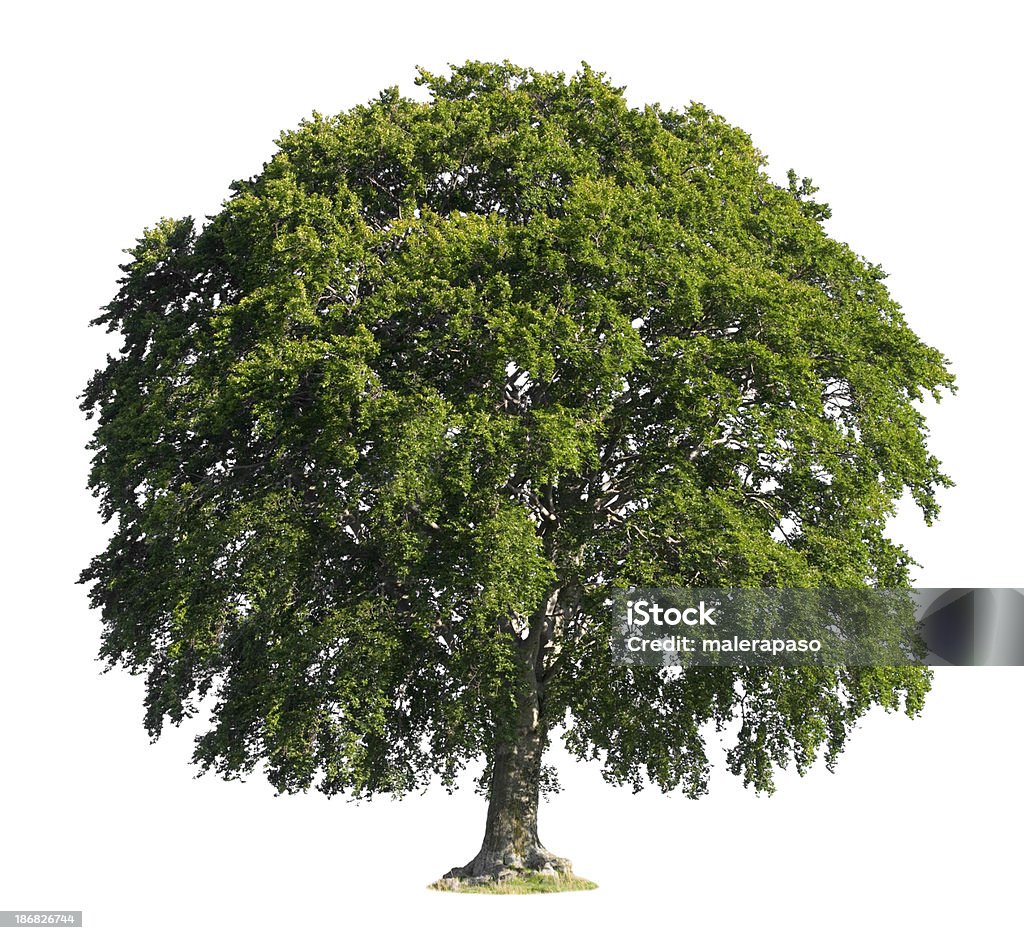 Tree - Zbiór zdjęć royalty-free (Buk - drzewo)