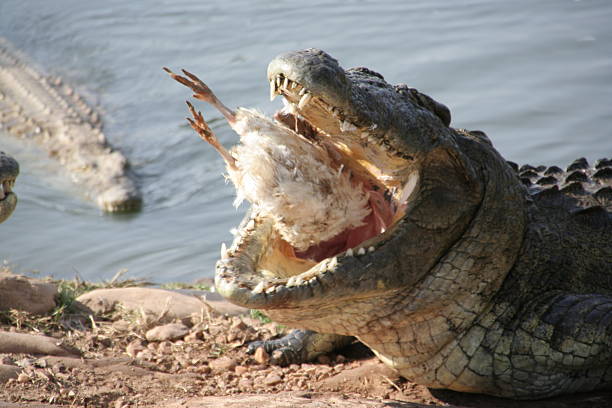 istock Crocodile Farm in Zambia 186826778