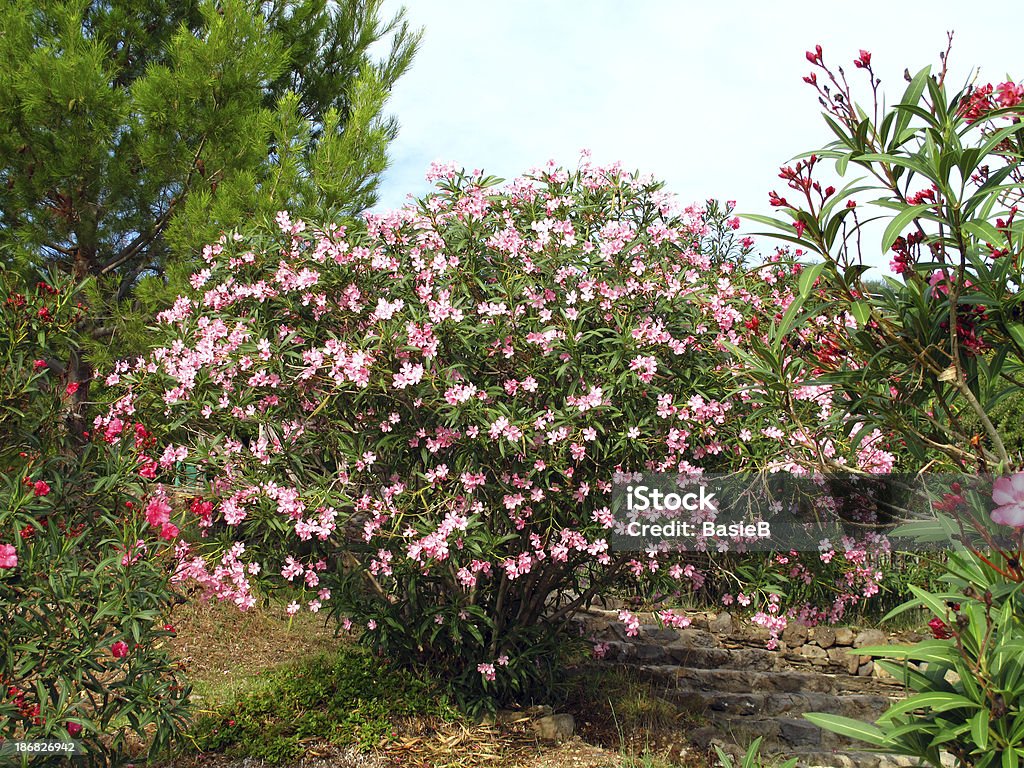 Rosa blühenden oleander - Lizenzfrei Oleander Stock-Foto