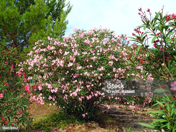 Rosa Blühenden Oleander Stockfoto und mehr Bilder von Oleander - Oleander, Strauch, Blüte