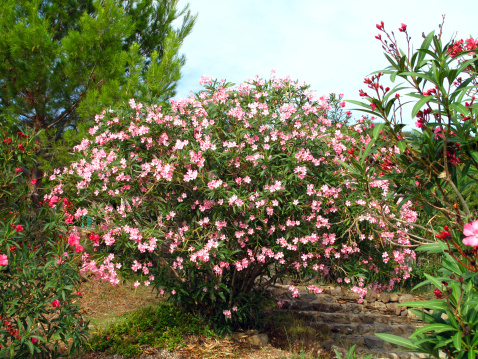 Pink blooming oleander