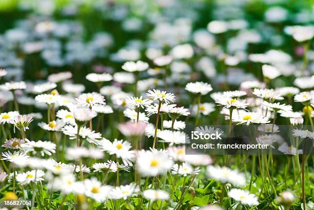 Daisies Feld Voller Blumen Im Frühling Stockfoto und mehr Bilder von Baum - Baum, Blatt - Pflanzenbestandteile, Blau