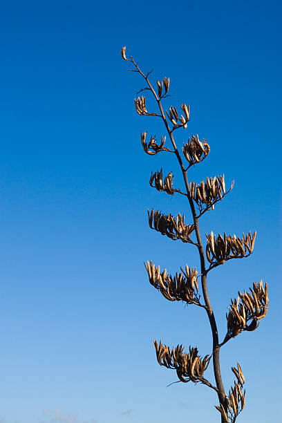 아마 포드 blue sky - new zealand flax 뉴스 사진 이미지