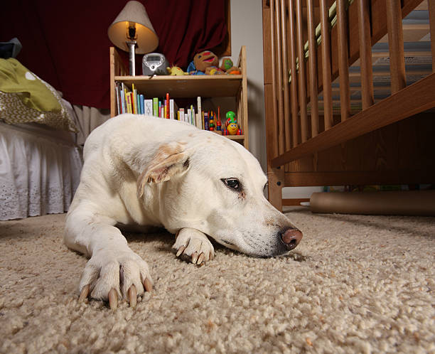 istock Thoughtful dog in child's bedroom 186827166