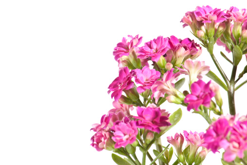Small pink spring flowers on white background with copy space