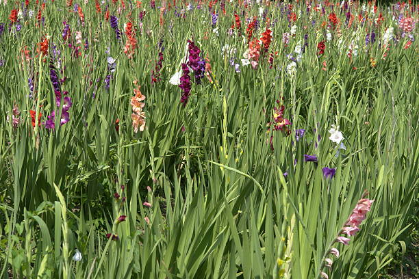 istock Floriculture: Field of gladiolus in flower 186827190