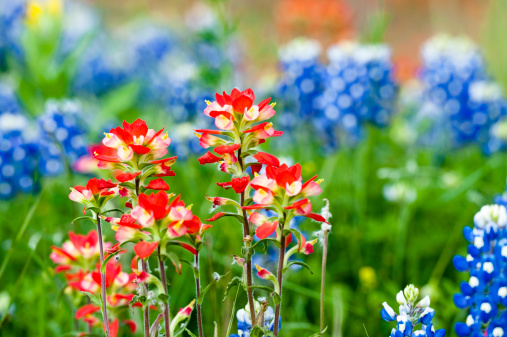 Texas paintbrush against blurred field of bluebonnets.