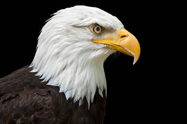 istock A profile of a bald eagle on a black background 186827340