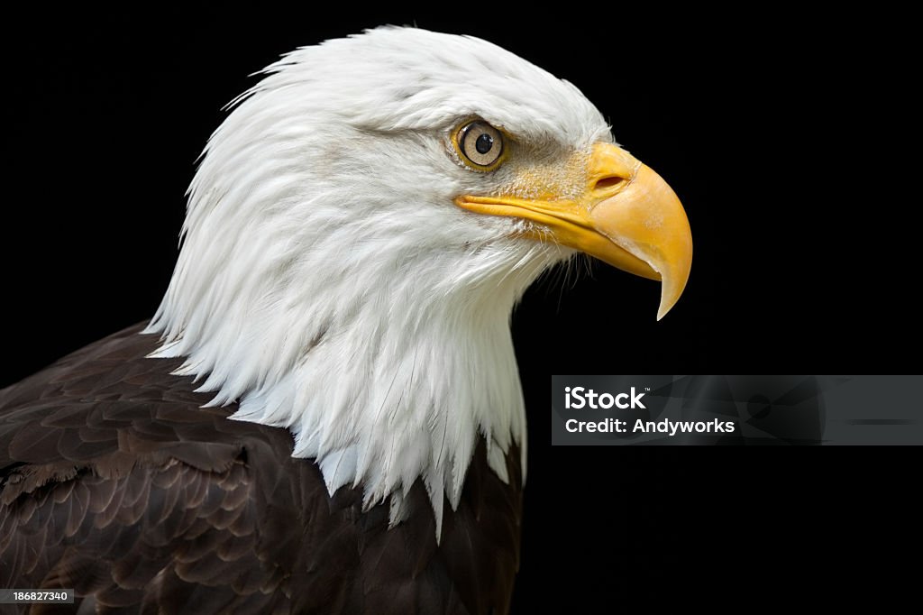 A profile of a bald eagle on a black background Beautiful Bald Eagle (Haliaeetus leucocephalus) XXXL, the national bird of the USA. Eagle - Bird Stock Photo