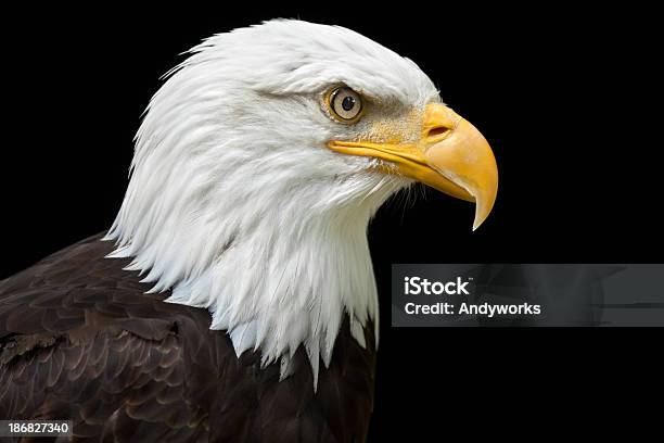 A Profile Of A Bald Eagle On A Black Background Stock Photo - Download Image Now - Eagle - Bird, Bald Eagle, Animal