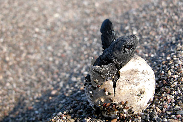 ребенок черепаха - turtle young animal beach sea life стоковые фото и изображения