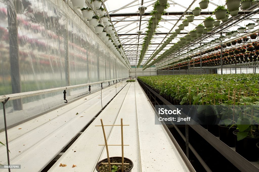 Gewächshaus - Lizenzfrei Agrarbetrieb Stock-Foto