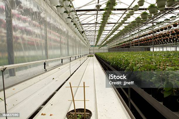 Gewächshaus Stockfoto und mehr Bilder von Agrarbetrieb - Agrarbetrieb, Blatt - Pflanzenbestandteile, Blume