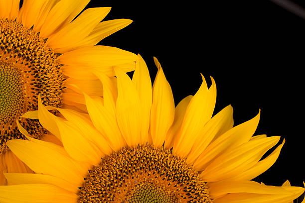 Single sunflower in close up on black background with copy space
