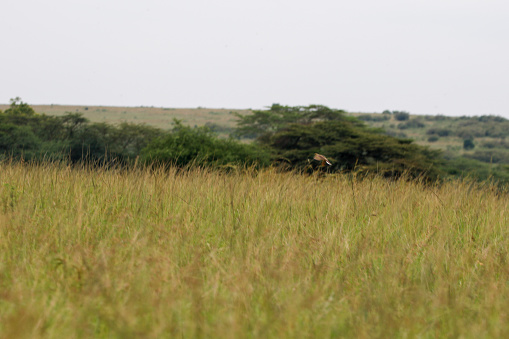 Tall grass in Maasai Mara, Kenya