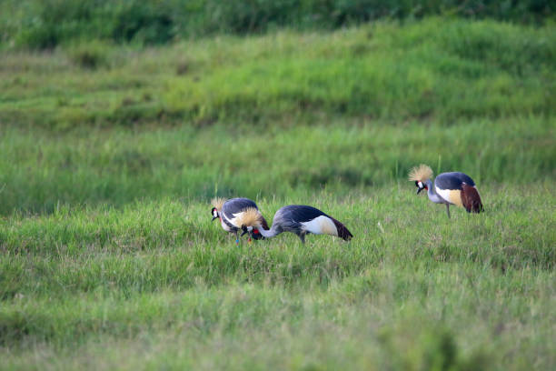 istock Group of grey crowned cranes 1868277291