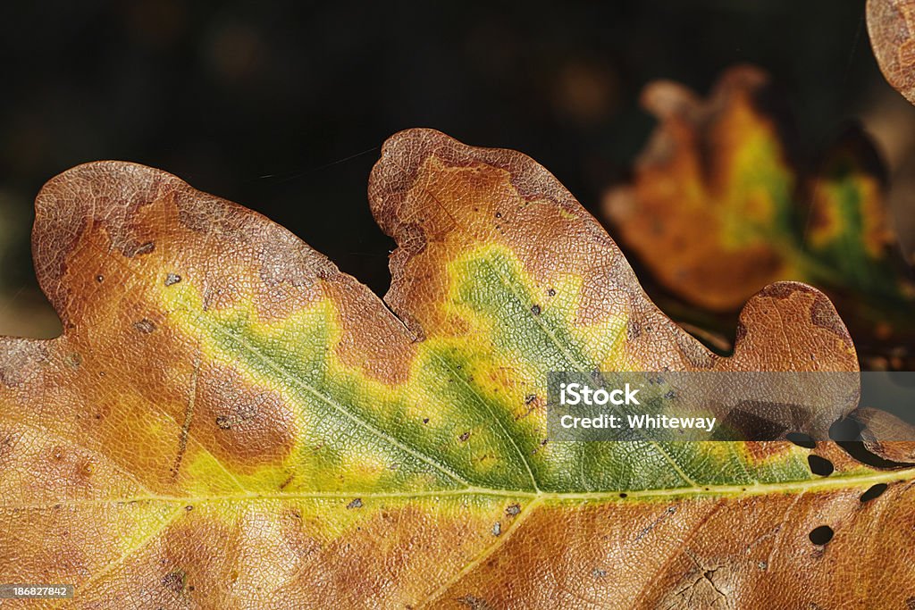 Autumn oak leaf coloured brown like cinnamon toast An oak leaf still on the tree, close up, preparing for a fall later in the autumn season. Characteristic lobed shape and veins are plain to see. Autumn Stock Photo