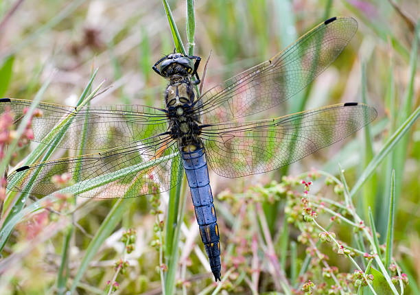 istock Black-tailed Skimmer (Orthetrum cancellatum), Male 186827862
