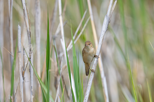 Common Reed Warbler, Acrocephalus scirpaceus standing on a branch in reeds.