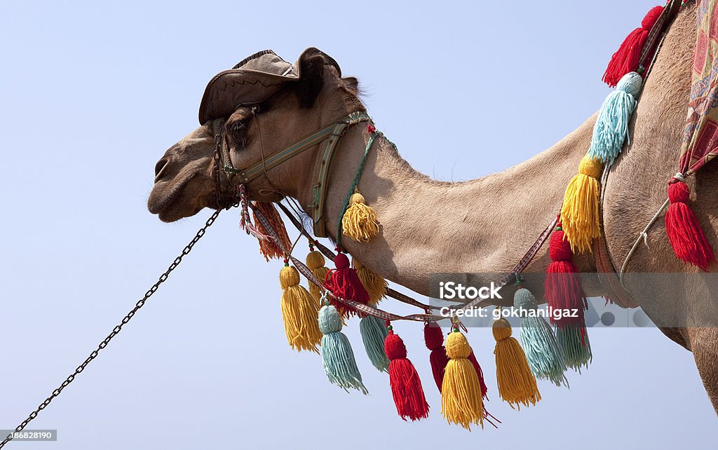 Décorée de chameau - Photo de Gland décoratif libre de droits