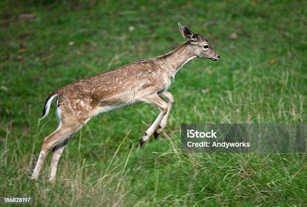 Jumping Damhirsch Stockfoto und mehr Bilder von Bewegung - Bewegung, Bewegungsunschärfe, Bildschärfe