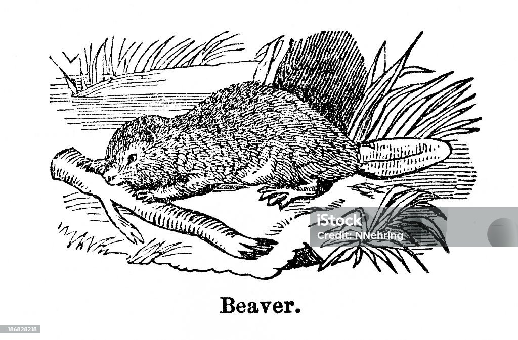 beaver Gravur - Lizenzfrei Biber Stock-Illustration