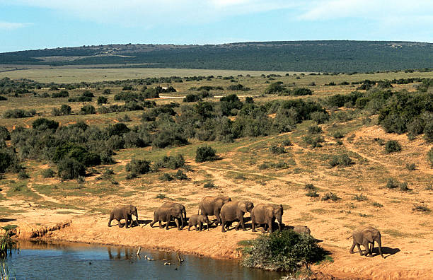 sud africa, orientale provincia del capo, elefanti africani. - addo elephant national park foto e immagini stock