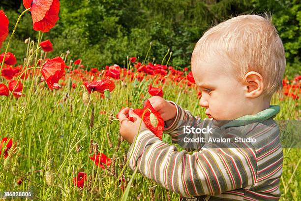 Niño Y Rojo Poppies Foto de stock y más banco de imágenes de 12-23 meses - 12-23 meses, Aire libre, Alegre