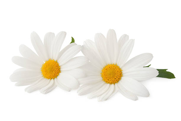 Two Daisys isolated stock photo