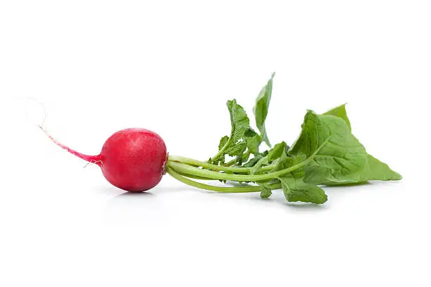 Radish fresh