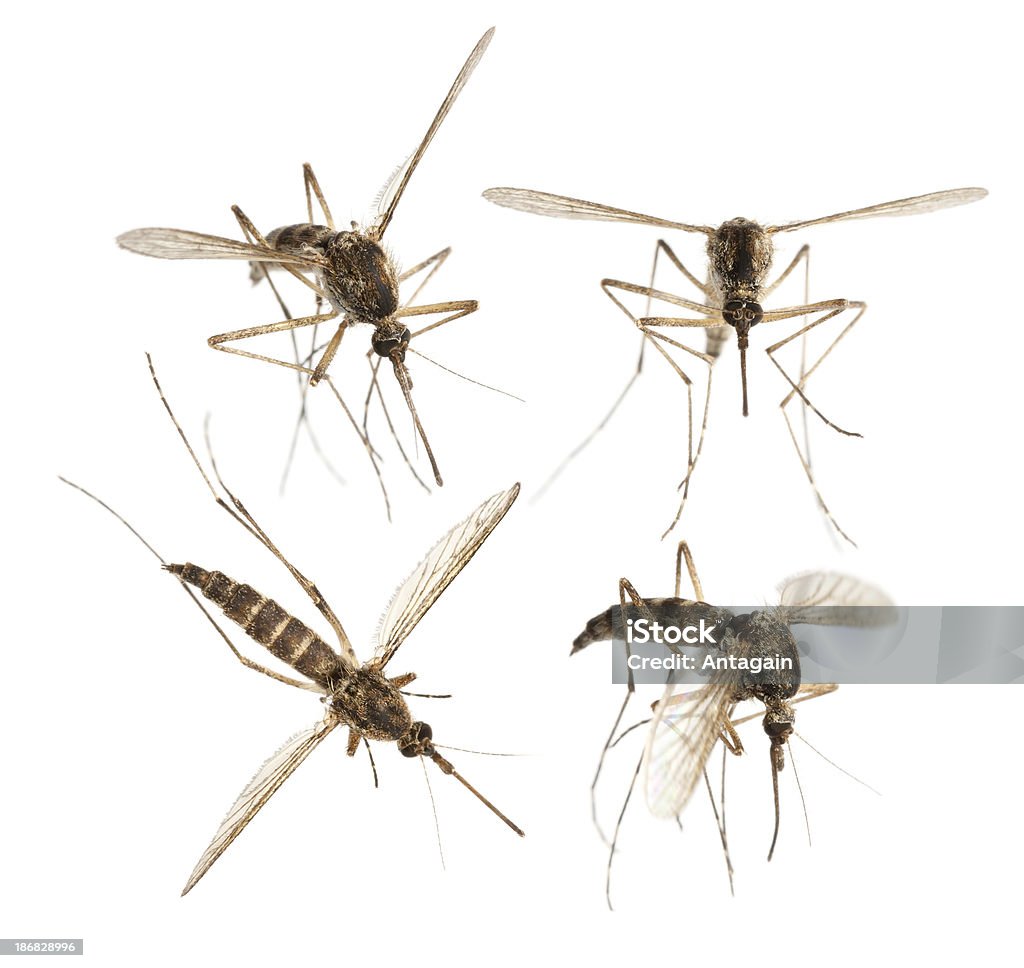 mosquito - Foto de stock de Mosquito libre de derechos
