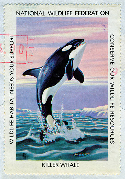 Killer Whale Postage Stamp, USA stock photo