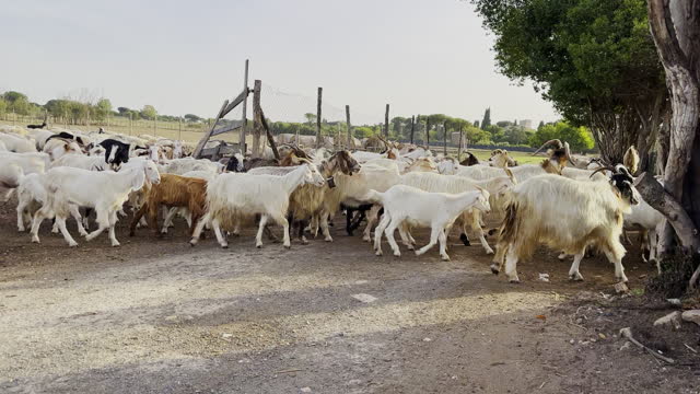 Herd of Goats in Italy Near Rome on the Appian Way and the Ancient Roman Aqueducts