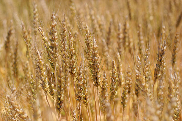 campo de trigo dorado - genetic research rural scene wheat photosynthesis fotografías e imágenes de stock