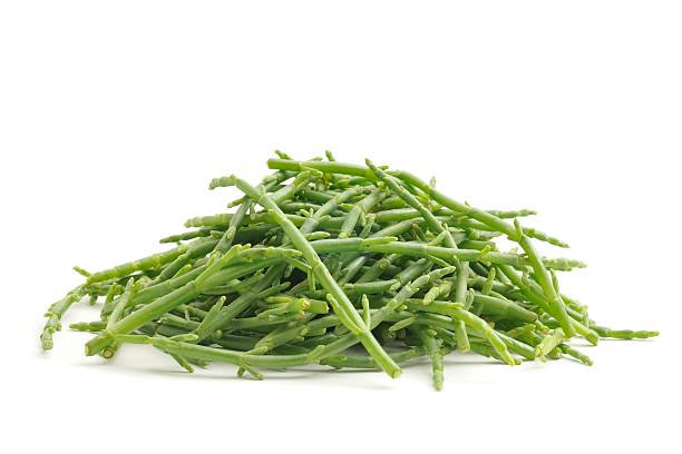 Samphire Samphire(Salicornia) isolated on a white backgound. salicornia stock pictures, royalty-free photos & images