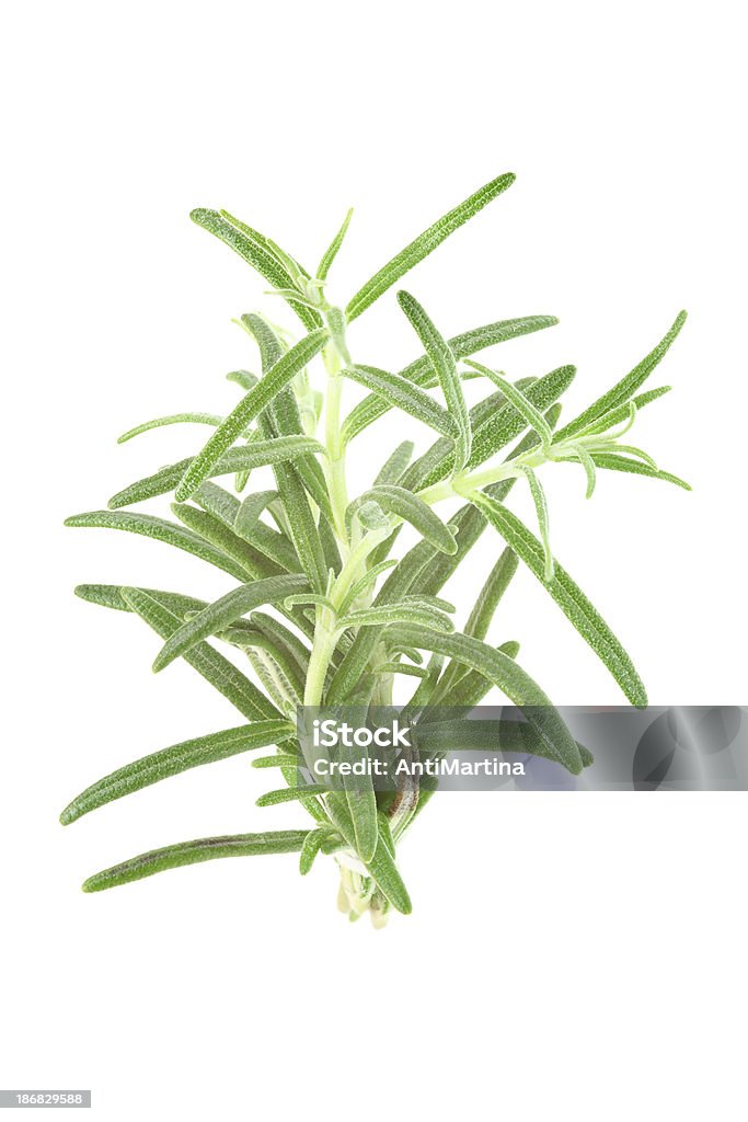 Rosmaninho (rosmarinus officinalis), isolado a branco - Royalty-free Alecrim Foto de stock